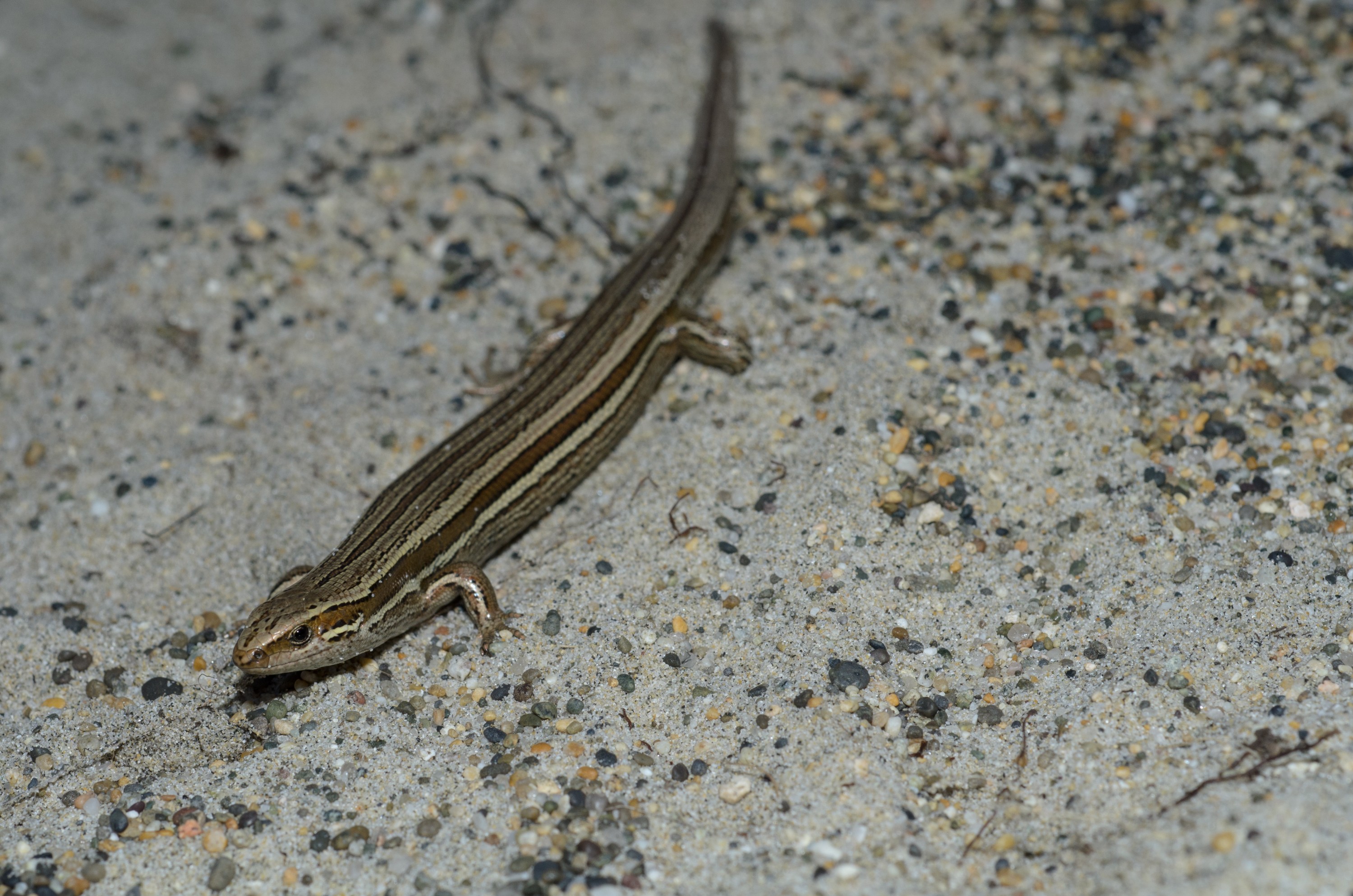 DSC_1859 – Adventure, Bay, Crispin, Island, March 2017, Mason, Mason Bay, National Park, New, New Zealand, Oligosoma polychroma, Rakiura, South, Stewart, Zealand, common skink
